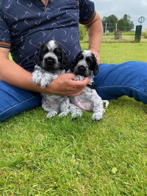 chiot Cocker Spaniel Anglais Du Domaine D'Unlady