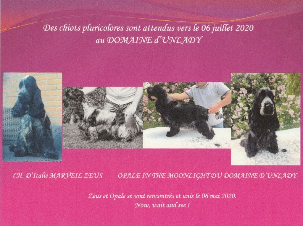 Des chiots sont attendus vers le 06 juillet 2020 au Domaine d'Unlady