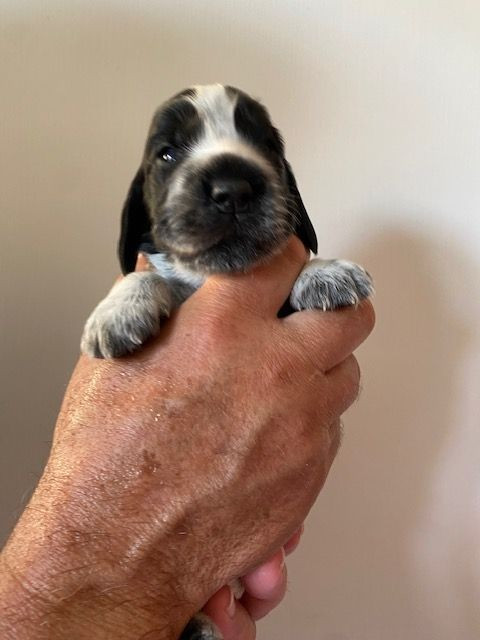 Du Domaine D'Unlady - Chiots disponibles - Cocker Spaniel Anglais