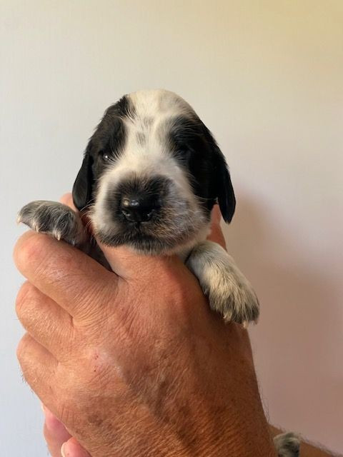Du Domaine D'Unlady - Chiots disponibles - Cocker Spaniel Anglais