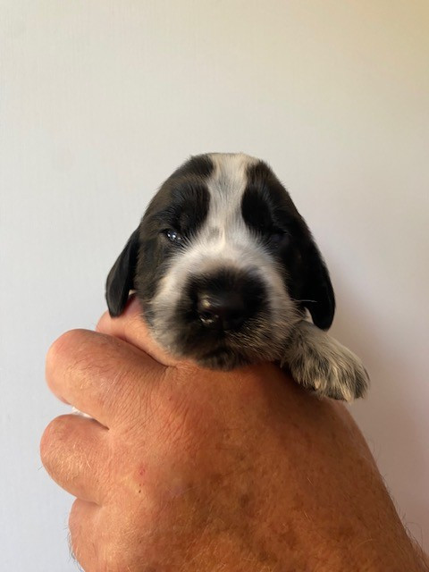 Du Domaine D'Unlady - Chiots disponibles - Cocker Spaniel Anglais