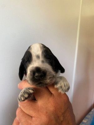 Chiot N°2