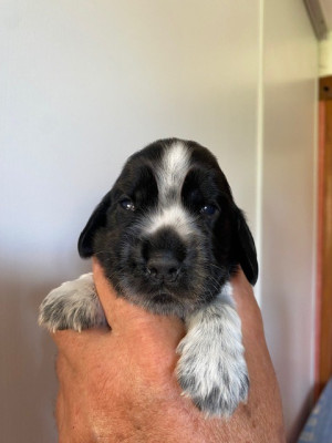 Chiot N°4