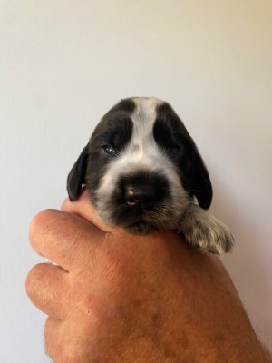 Chiot N°5